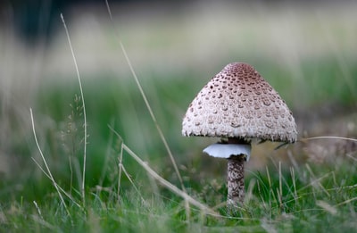 棕色和白色的蘑菇在绿色草地
